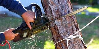 Harrisburg, IL Tree Services Company