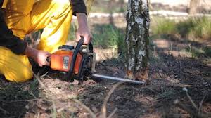 Best Tree Removal  in Harrisburg, IL